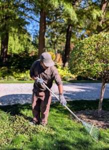 After grooming the lilacs, Phura focuses on the clean up, raking the trimmed leaves from the pits and lawn spaces below.