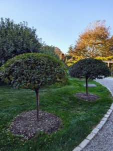 These dwarf trees are meant to have small trunks and rounded canopies, rather than sprawling shrub shapes.
