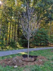 The sugar maple is one of the most iconic deciduous trees in North America. The ‘Green Mountain’ is known for its exceptional hardiness, strong branching, and brilliant fall color, but it is also deciduous, so it drops all its leaves by late fall and is bare for the winter.