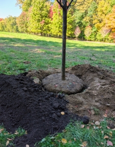 Compost made right here at my farm is also brought over to add to the existing soil.