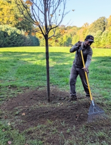 The hole is backfilled, the area is tamped down lightly to establish good contact between the soil and the tree’s root ball, and then it is raked level and neat.