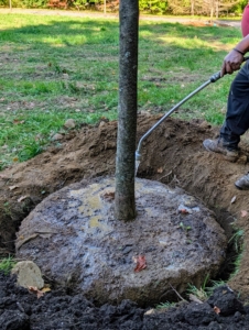 Next, these trees need a good drink before they are completely backfilled.