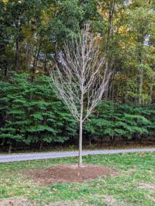 Sugar maples thrive in full sun to partial shade, ideally receiving four to six hours of direct, unfiltered sunlight daily, with some afternoon shade in hot climates. All these maples will be very happy here.