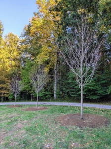 Here are three lined up nicely and planted 25 feet apart. They will have lots of room to grow.