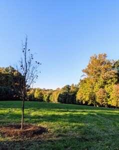 These trees are loved for their broad, rounded crowns and symmetrical form when mature. They will look so beautiful here in this field.