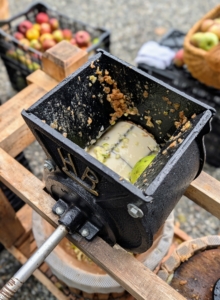 The rotating drum works very quickly to chop up the fruits. This process is best done with two people, so one can drop the apples as the other turns the wheel.