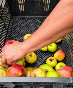 The apples are pulled from the basket or crate one by one.