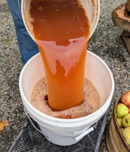 Look how beautiful the cider is – such a rich, amber color.
