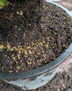 They are also fed with Osmocote, a controlled‑release fertilizer made of polymer‑coated granules that slowly provide nitrogen, phosphorus, potassium, and other beneficial elements to the plants.