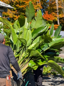 Manageable potted plants are wheeled inside by hand cart.