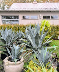 These plants are outside the hoop house next to my vegetable greenhouse. Many of the plants are grouped by type and by care needs.