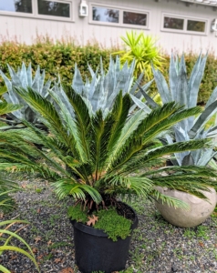 Here is a sago palm. Everyone rushes to move the plants because of the threat of frost in the area. Tropical plants, such as sago palms, need to be moved indoors before temperatures dip below freezing and then kept in a bright, well‑ventilated space.