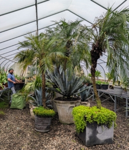 One by one, plants are brought inside and also positioned so none of the plants touch. Plants are sensitive and if left touching could cause a defense response reducing growth. Plants can also become more easily infested with pests or diseases if left touching.
