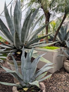 These agaves also have sharp spines, so it is important to place them strategically.