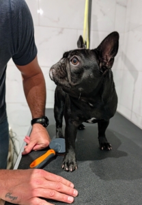 Before any training work can begin, Sal works on getting Half Moon comfortable with him and the new surroundings. Here, Half Moon is on the grooming table where Sal tests how comfortable she is being touched and checked by someone she doesn't know.