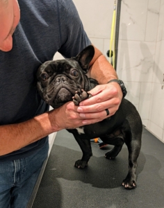 Half Moon is very accustomed to being handled - she is groomed every day at the farm. This is easy for my precious pup.