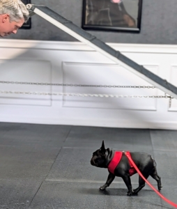 A harness is fitted for Half Moon and Sal starts working indoors on her recall, a training skill where the dog is taught to come to the handler immediately after a specific verbal cue or signal is given.