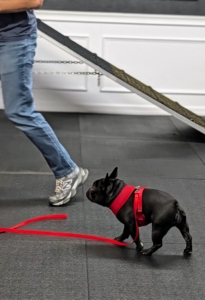 Here, Half Moon is being asked to walk with Sal, by his side. She does this all on her own - Half Moon is gaining his trust. Training is a gradual, multi-step process that demands clear communication, repetition, positive reinforcement, and above all patience. What a good girl.