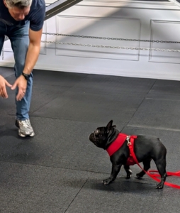 Here is Half Moon returning consistently to Sal. Dogs learn through operant conditioning — repeating behaviors that lead to rewards and encouragement, while avoiding those that don’t.