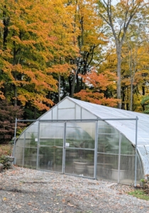 I was worried I wouldn't get them all in on time, but I did. They’ll continue to thrive in the hoop houses until they are brought outdoors again in spring.