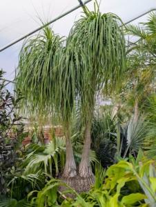 The ponytail palm, Beaucarnea recurvata, is a striking succulent from eastern Mexico, with a bulbous trunk and long, hair‑like leaves. Despite its common name, it is not closely related to the true palms. In fact, it is a member of the Agave family and is actually a succulent.