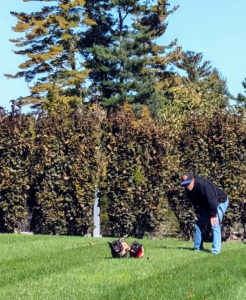 The two are very close and love to play with each other all the time. Sal also thinks it is good to let the dogs play away from the rest of the pack.