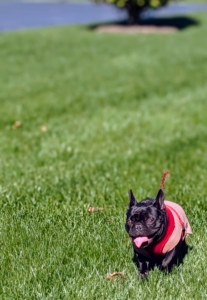 Half Moon's attention span is short - about 12 to 20 minutes in total, but it can be longer if it is mixed with breaks of play and rest. Sal uses the opportunity to practice recalls back to him and Luna Muna when she is at a distance.