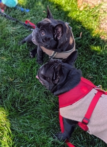 And then "doggie sit-ups" - asking the two to "sit" and then "down," sit" and then "down." It is very important for a dog in training to have a consistent group of words to work with, so they are not confused.