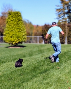 After the break, Sal gives the dogs another play session, stopping occasionally for a sit or a recall.