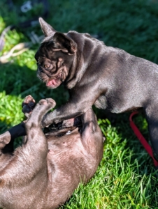 Sal also allows the two to wrestle, which tires them out. As the saying goes, a tired dog is a good dog.