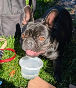 Always provide fresh water when working, but give it in small, frequent amounts with breaks between drinks to prevent gulping and reduce risks like bloat.