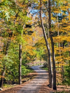 This is always a popular viewpoint – in every season. It is the carriage road leading to my woodland and hay fields.