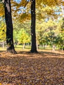 There are leaves everywhere this time of year. Some trees change and drop early, others late – usually from mid-October to mid-November here in the Northeast.