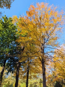 Autumn leaf color is a phenomenon that affects the green leaves of many deciduous trees and shrubs. Deciduous refers to those specimens that lose their leaves every year.