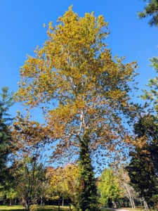 I tour the farm several times a day when I am home. The best times to view the changing foliage is early morning when colors are softer and there is less sun glare, or later in the afternoon when the colors are rich and vibrant. Clear, calm days produce the brightest shades.