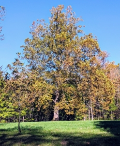 At the edge of the back hayfield is the giant sycamore tree – the symbol of my farm. The foliage of American sycamore trees is a vast crown of large leaves. In autumn, sycamore tree leaves turn shades of yellow and brown.
