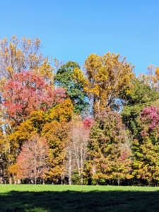 And what a difference a couple of weeks make. A short time ago, there was still a lot of green in the trees - now many have changed to shades of yellow, burnt orange, and red.