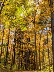 The colors change daily - warm, sunny days and cool nights produce the most spectacular hues.