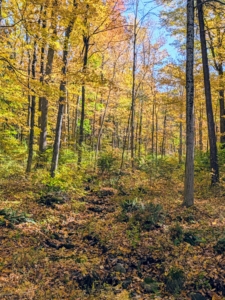 The brooks and streams around the farm are also filled with falling foliage, but if one listens closely, one can hear the gentle, flowing babbling sounds.