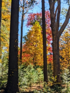 Here is a look through the woodland – so beautiful with its changing color palette.