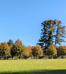 Linden tree leaves turn a spectacular bright yellow color in fall. Lindens, Tilia, are also known as basswoods, and have sturdy, straight trunks and profuse foliage. This allée of lindens runs from the chicken coops up to my allée of boxwood and then again from the boxwood to my long pergola.