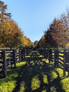 I extended this linden tree allée in 2017. When mature, lindens reach 50 to 80 feet in height with a spread of 35 to 50 feet. Every single one has developed so beautifully.