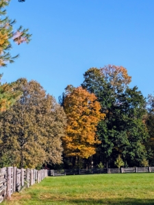 I’ve also planted many different types of trees in hopes that they would shade, provide climate control, and change color at different times, in different ways. Here is some of the autumn color seen across one of my paddocks.