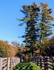 I get many compliments on the fencing – it is antique spruce fencing I bought in Canada, and it surrounds all my paddocks for the horses, pony, and donkeys.