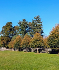 And I planted all these lindens. In fact, I've planted most of the trees on the property except the very tall towering trees that are original to the farm.