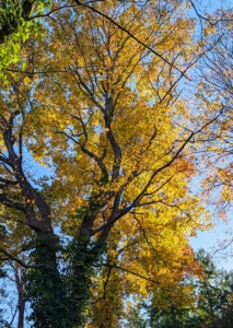 And do you know... it's called fall after the older English phrase “fall of the leaf," which refers to the season when the leaves drop. The word autumn comes from the Old French automne, from the Latin autumnus, and is used more in Britain.