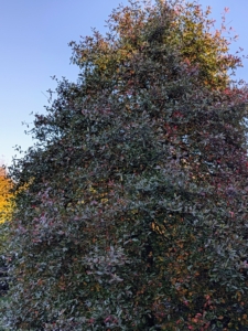 Just a week ago, this beautiful Nyssa sylvatica, or black tupelo, was still predominantly dark green, but now its foliage is turning bright red, purple, yellow, and orange – all colors that may appear on the same branch.