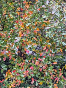 Here's a closer look at some of the changing leaves.
