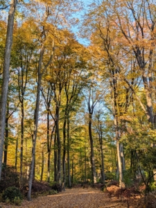 Some of the best places to see the changing fall foliage include New England, Japan’s Kyoto and Hokkaido, Québec and Ontario in Canada, the Blue Ridge Parkway here in the US, Bavaria in Germany, and the Scottish Highlands. I hope you are able to enjoy some of these amazing autumn colors wherever you are.