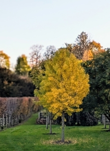 Here is one of my ginkgo trees. These trees show a dramatic change every fall when the bold green leaves turn golden bright yellow.
